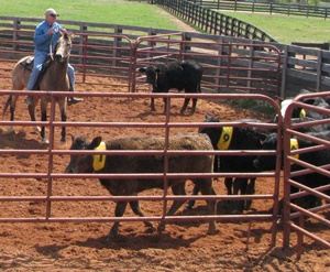 Jackpot Sorting at LCQH in LaGrange, Georgia